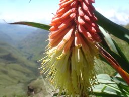 Kniphofia caulescens protruding stamens and styles